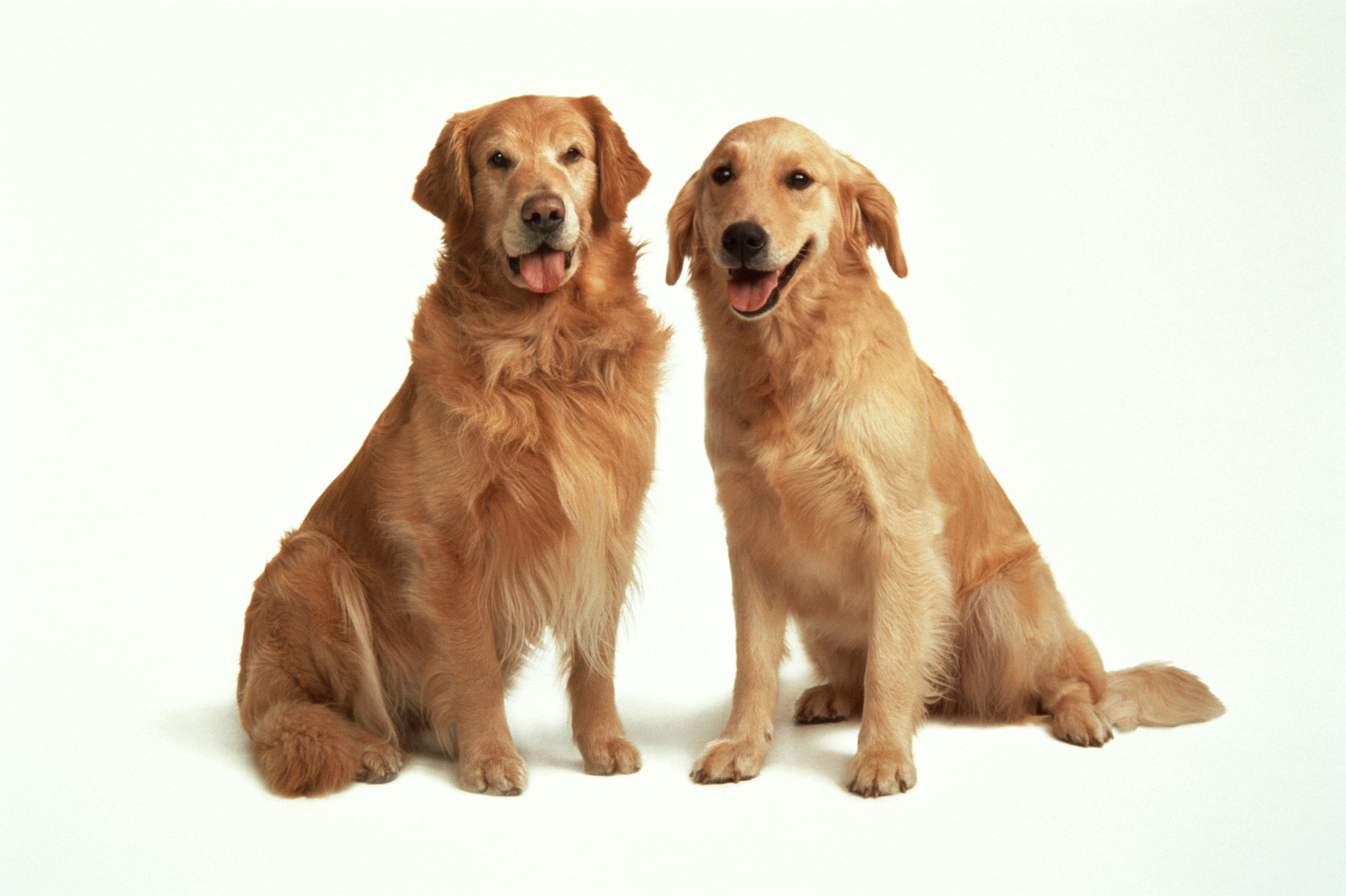 Perro Golden (foto Getty)