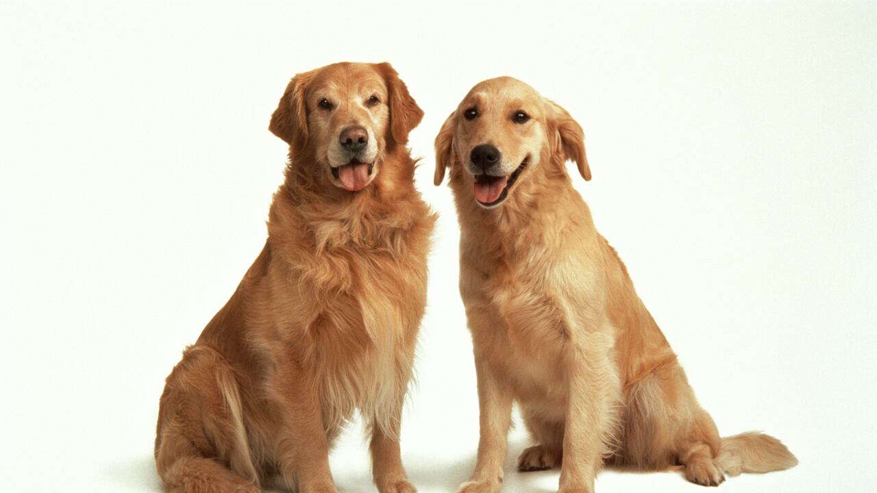 Perros. Foto: Getty.