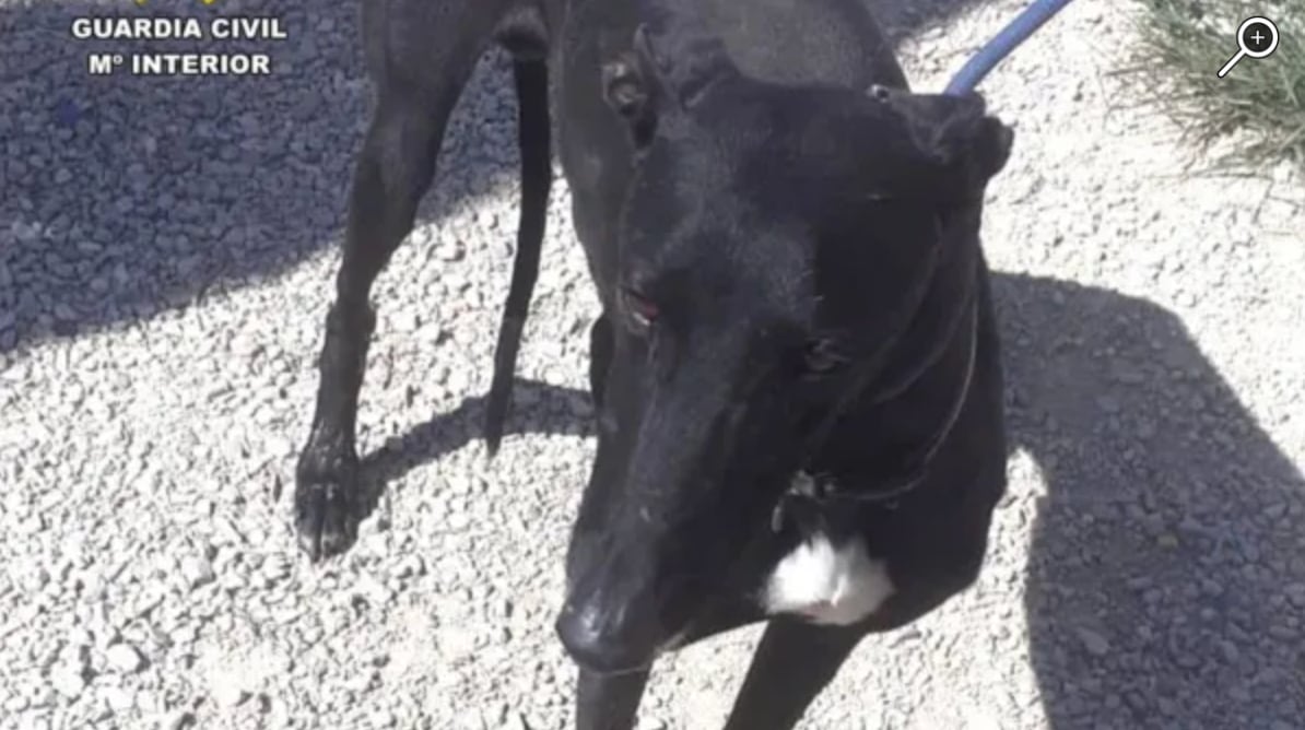 Perro Galgo