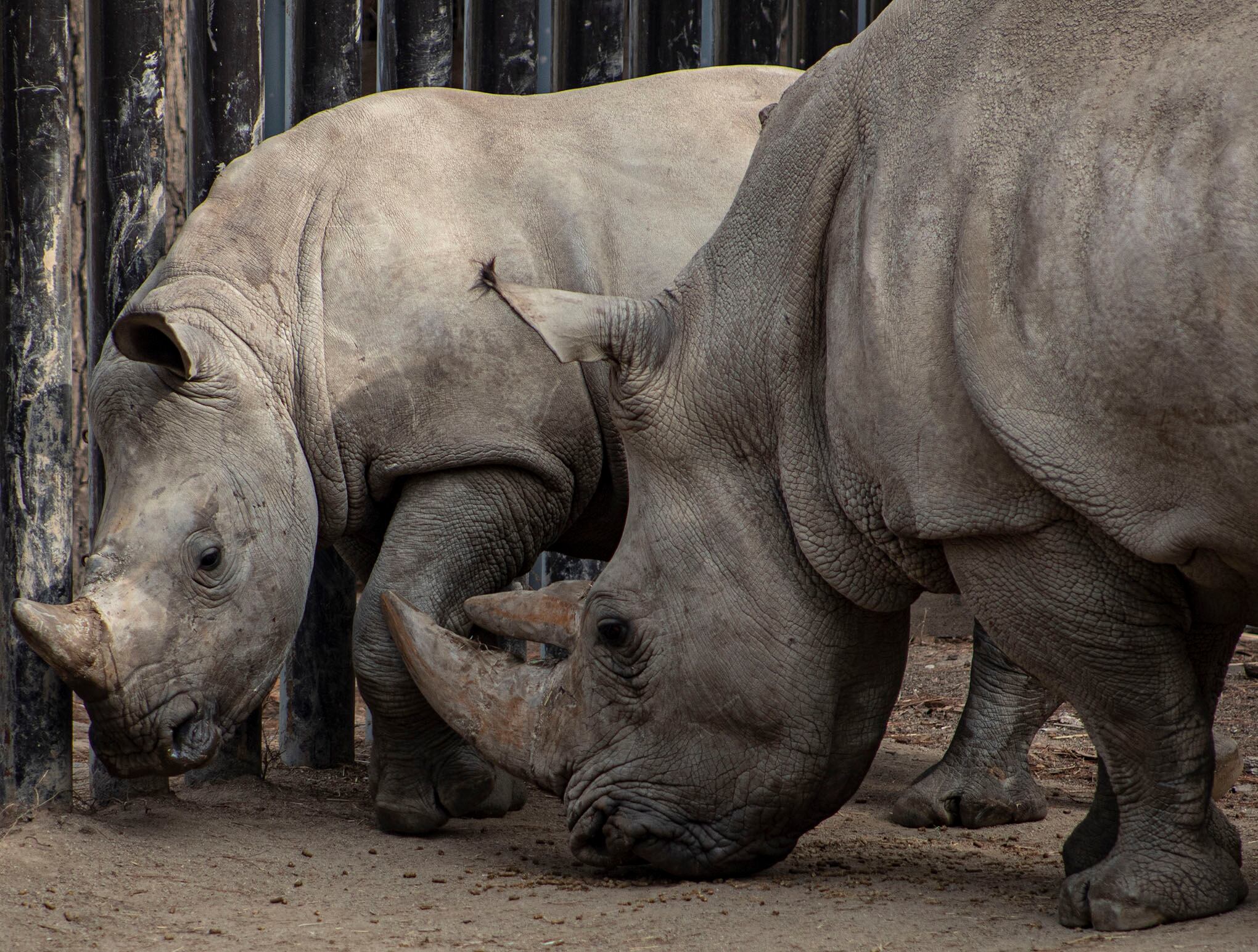 Zoológico en Santiago de Chile
