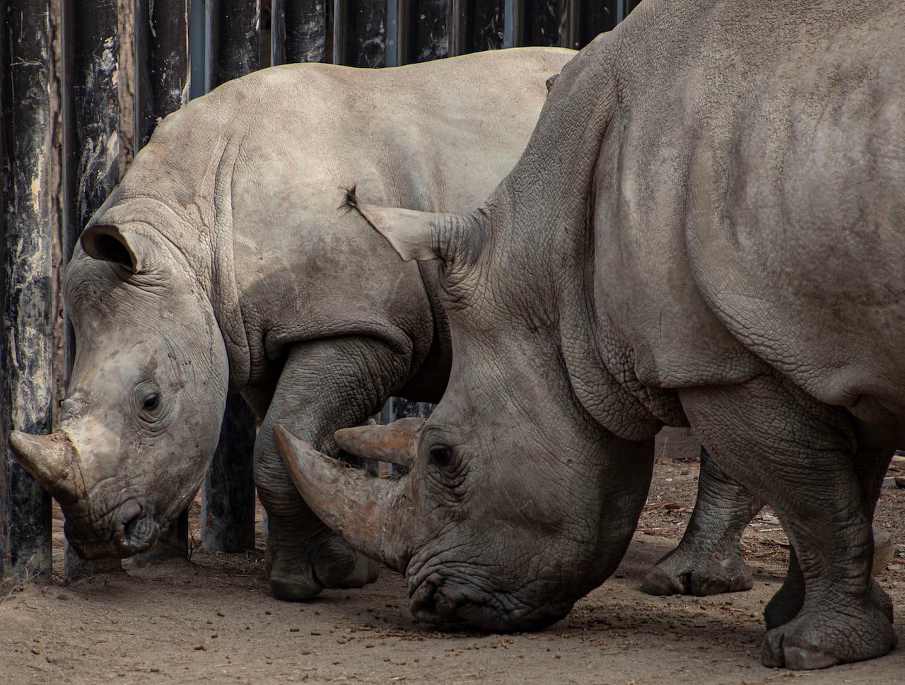 Zoológico en Santiago de Chile