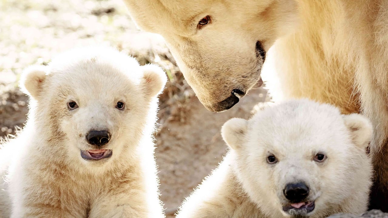 Frima y sus gemelos en un zoológico de los Países Bajos celebra el día de su especie. Foto: Robin van Lonkhuijsen/ANP/AFP