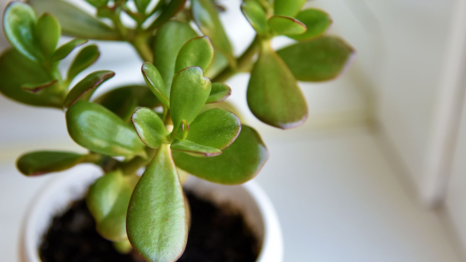 Muchas personas se alarman cuando el árbol de jade empieza a perder hojas y creen que ya no tiene solución