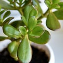 Muchas personas se alarman cuando el árbol de jade empieza a perder hojas y creen que ya no tiene solución