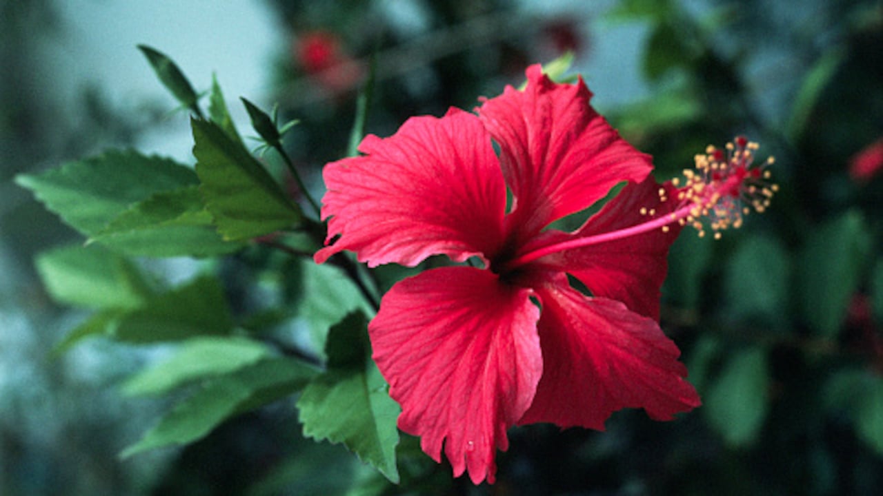 Es una planta que sirve como tratamiento capilar.