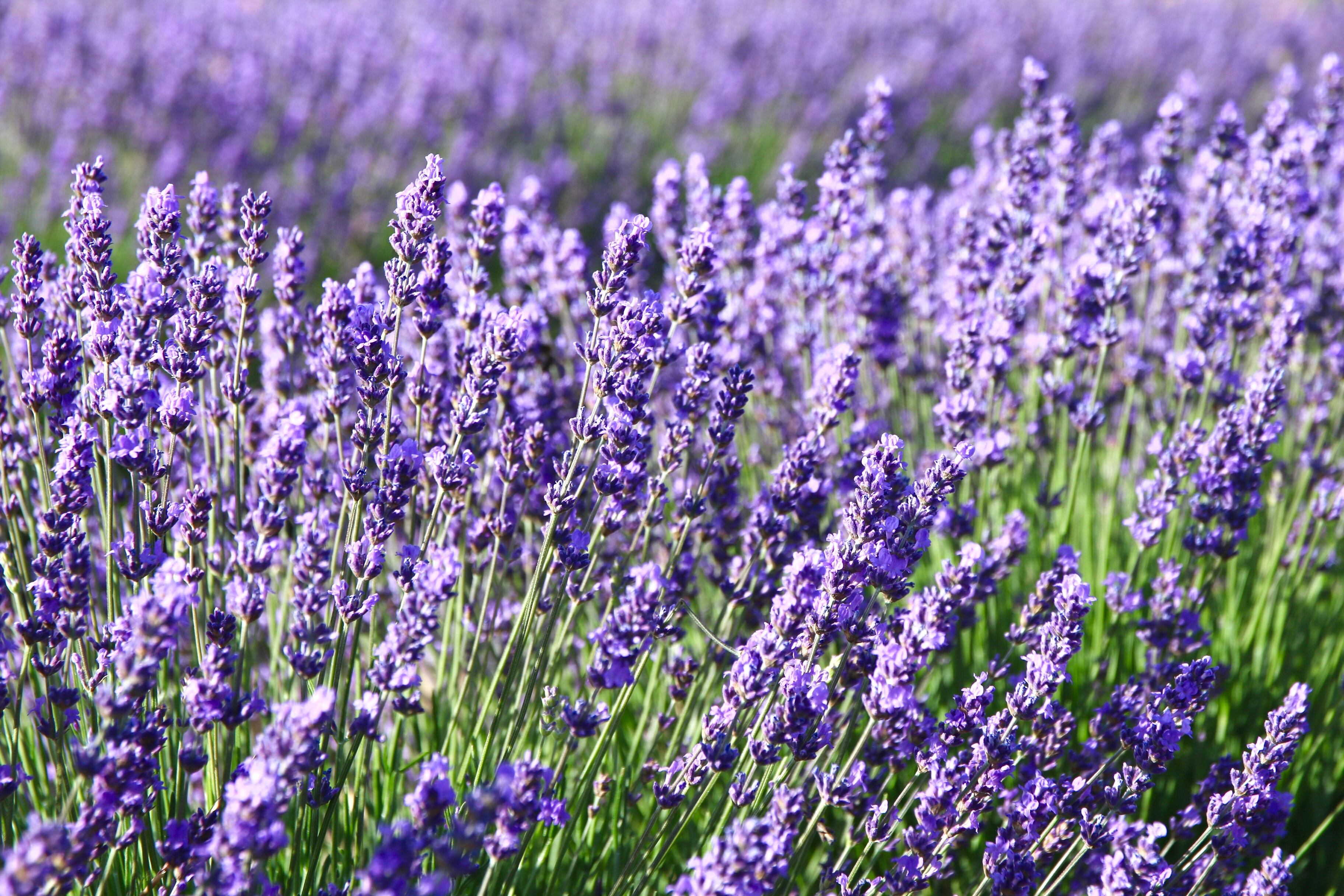 La lavanda es una planta muy conocida a nivel mundial.