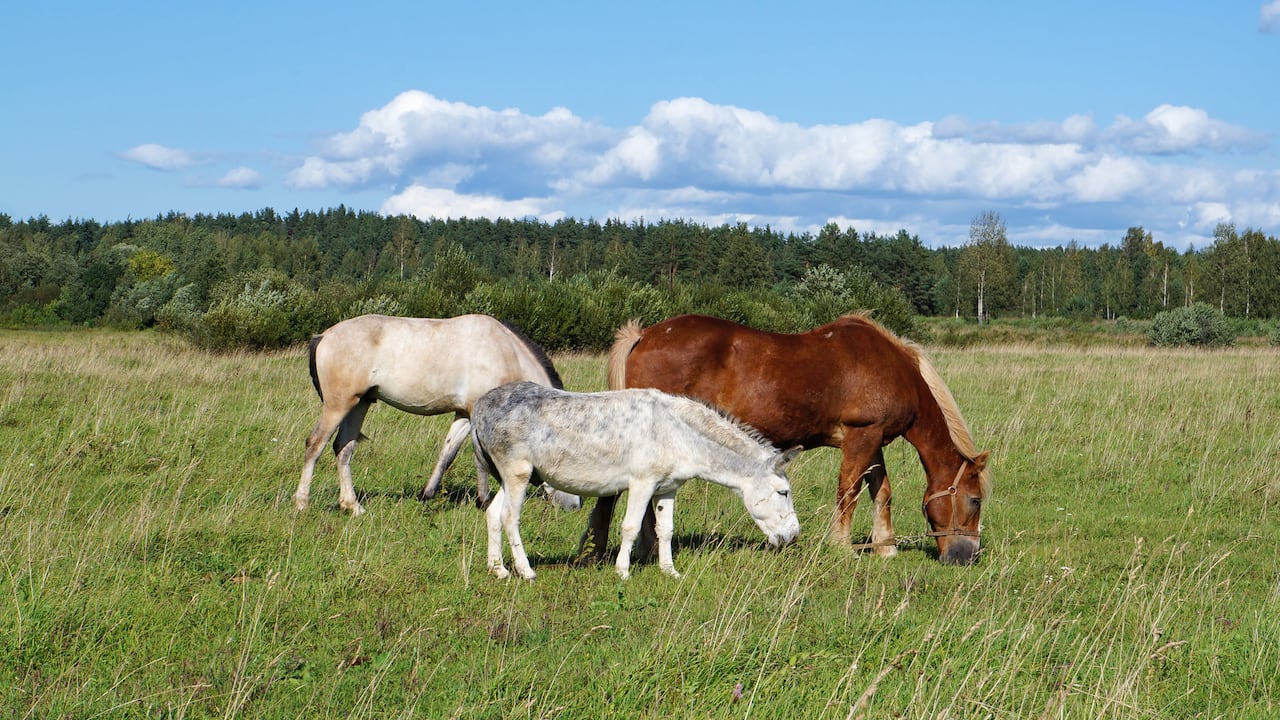 Una cría de caballo y una burra es un animal estéril que no podrá reproducirse.
