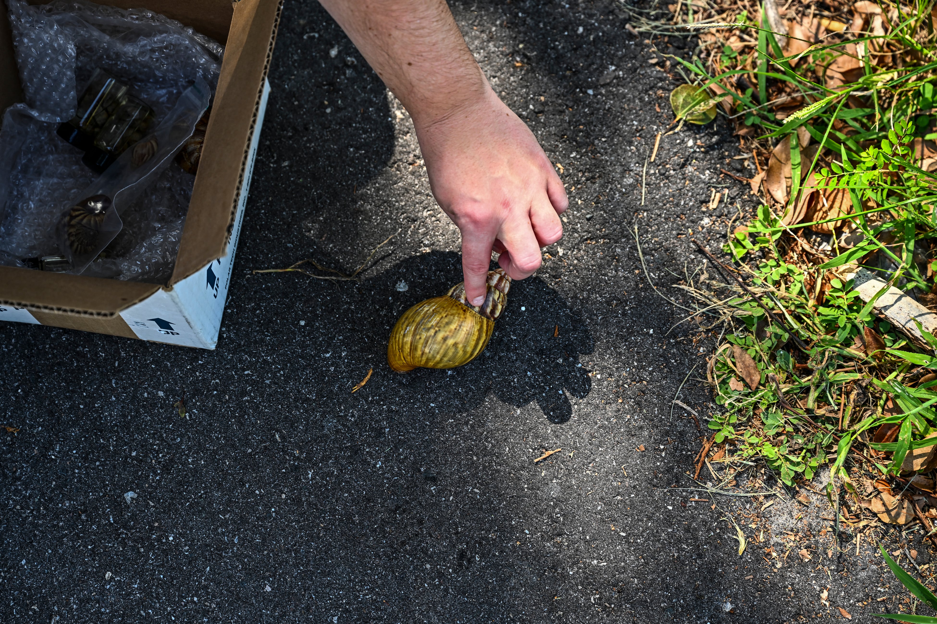 Caracol gigante en la Florida.