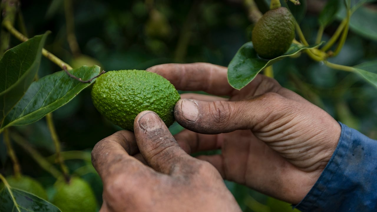 Según cifras entregadas por el Departamento Administrativo Nacional de Estadística (DANE), Colombia exportó el año pasado más de 67 mil toneladas, lo que representó un incremento de 50 por ciento respecto a 2019 (44.570 toneladas).