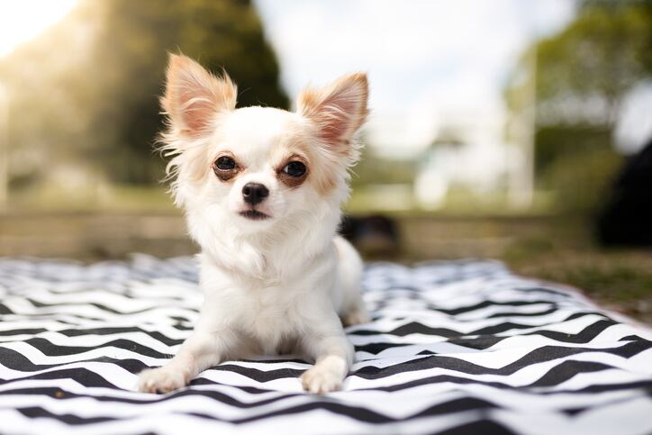 chihuahua