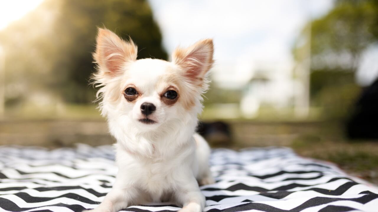 La mujer dejó el cuerpo del chihuahua durante varios días en el sofa de la casa y grabó más videos para subirlos a las redes sociales. (Foto de referencia)