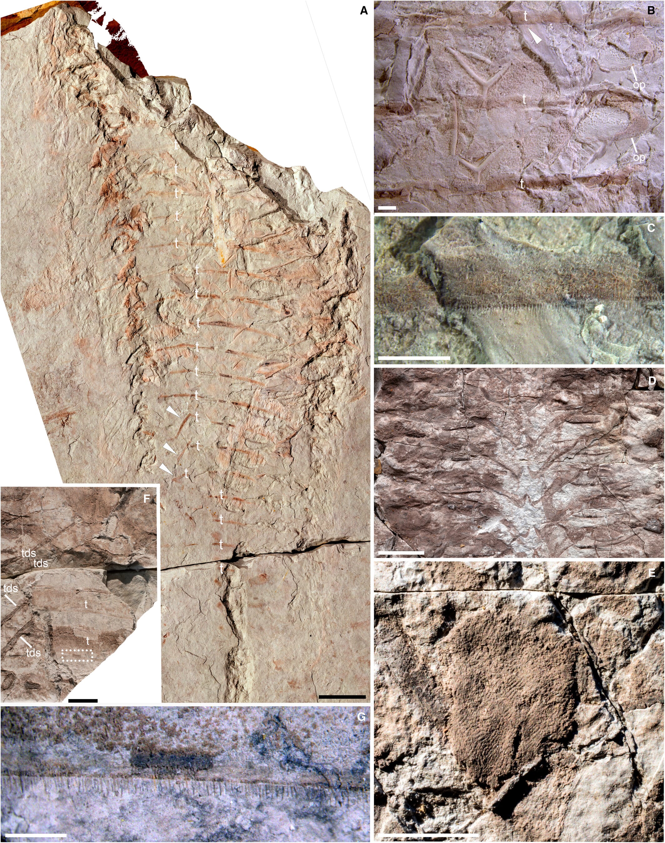 Descubren en la formación de Soom un fósil de 444 millones de años, sobreviviente de una glaciación extrema.