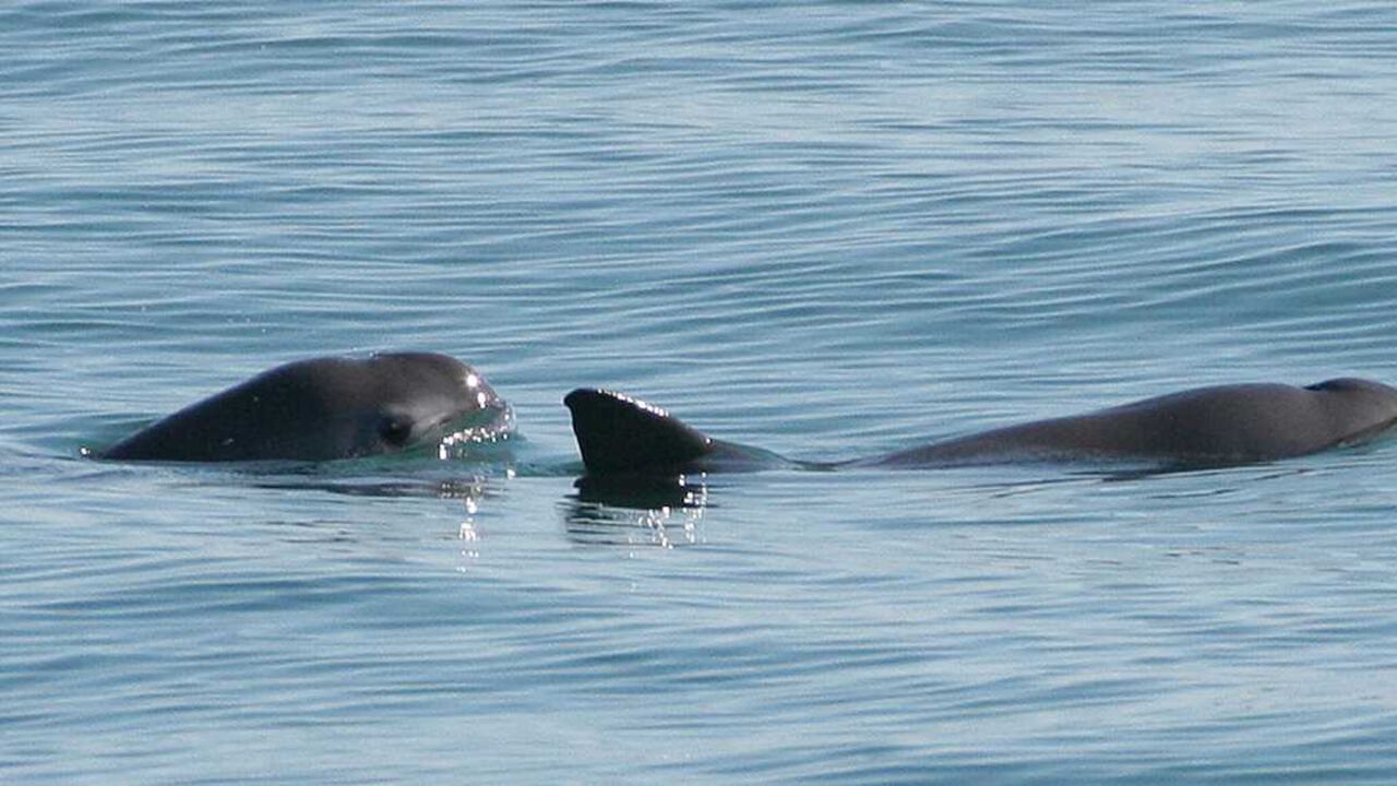 Foto: Paula Olson, National Oceanic and Atmospheric Administration (NOAA). Licencia Creative Commons.