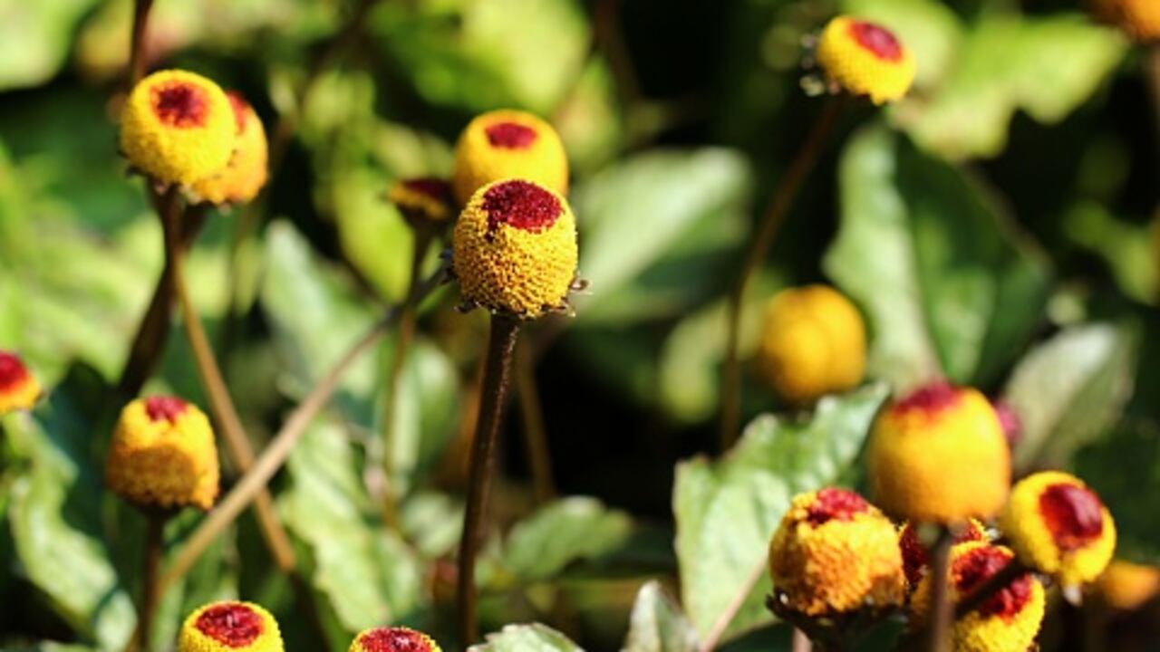 La hierba de los dientes es una planta de rápido crecimiento en Brasil y Perú.