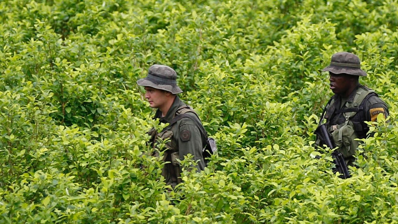 Los cultivos ilícitos han aumentado en Colombia.
