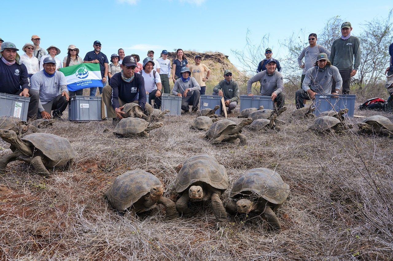 En Floreana, 158 ejemplares regresaron a la naturaleza con apoyo de la Dirección del Parque Nacional Galápagos.