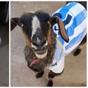 Una cabra argentina espera algún día tomarse una foto con Lionel Messi.