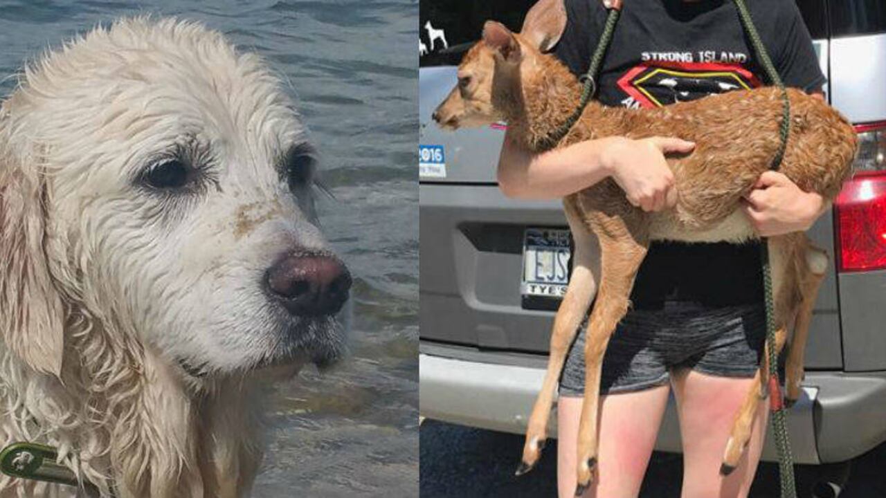 Facebook Mark Freeley / Strong Island Animal Rescue League