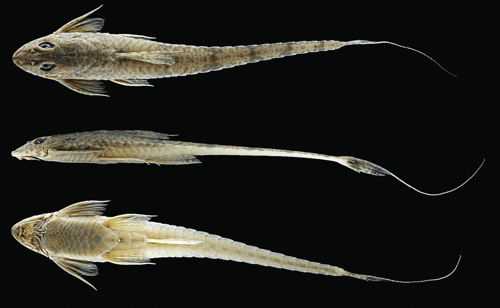 Rineloricaria atratoensis.