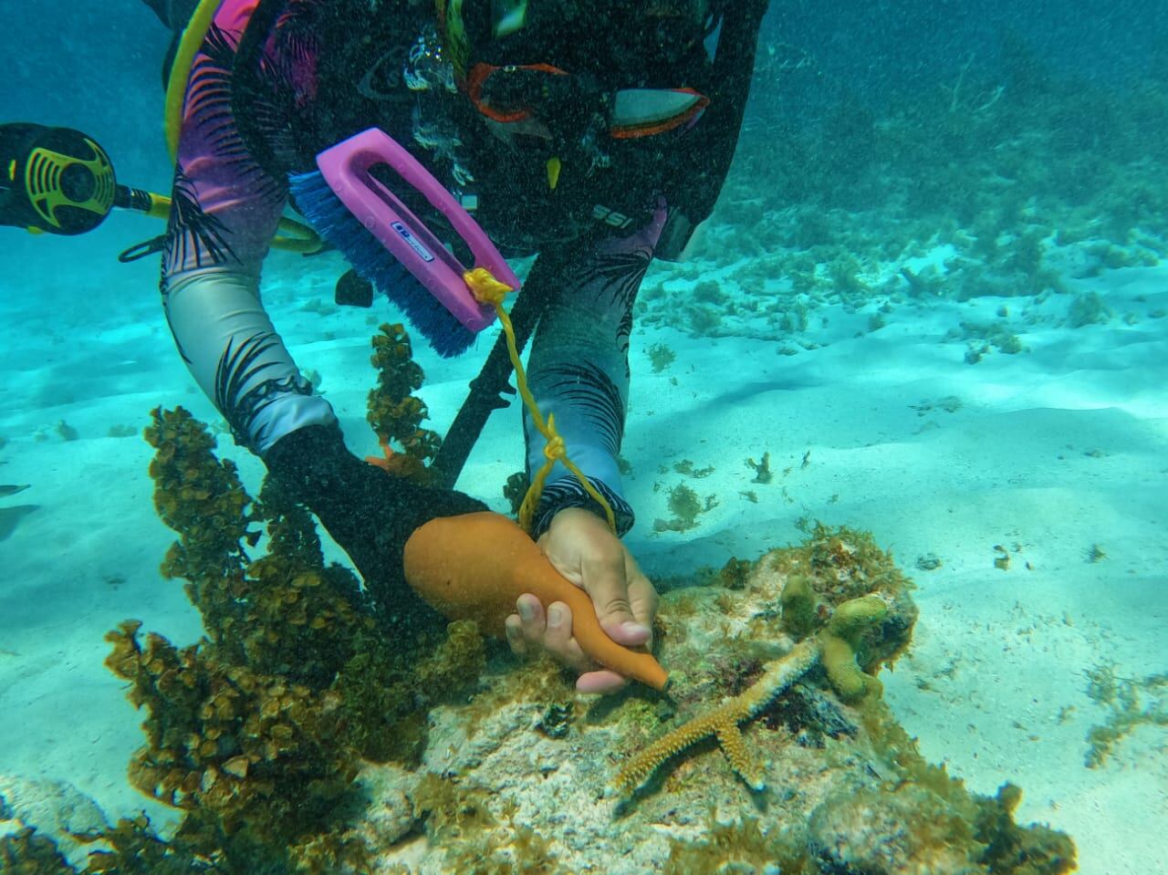 El huracán Iota fue un llamado de atención para concientizar a todas las personas sobre la necesidad de cuidar y proteger los arrecifes.