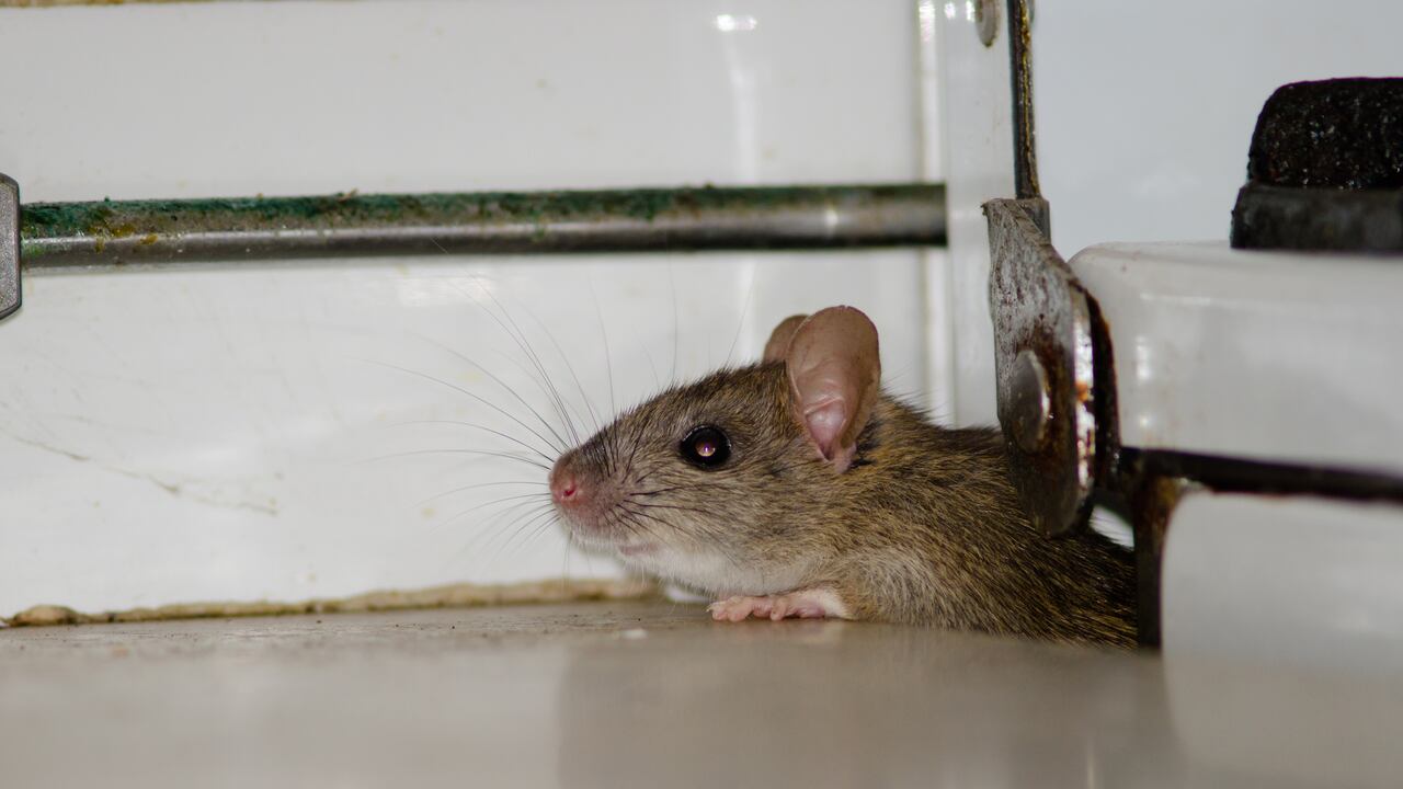 Personas que encuentran pequeñas huellas con marcas de cola o montones de excrementos en forma de grano de arroz cerca de las paredes, gabinetes u otros lugares oscuros, deben estar alerta a la posibilidad de un nido de ratas.