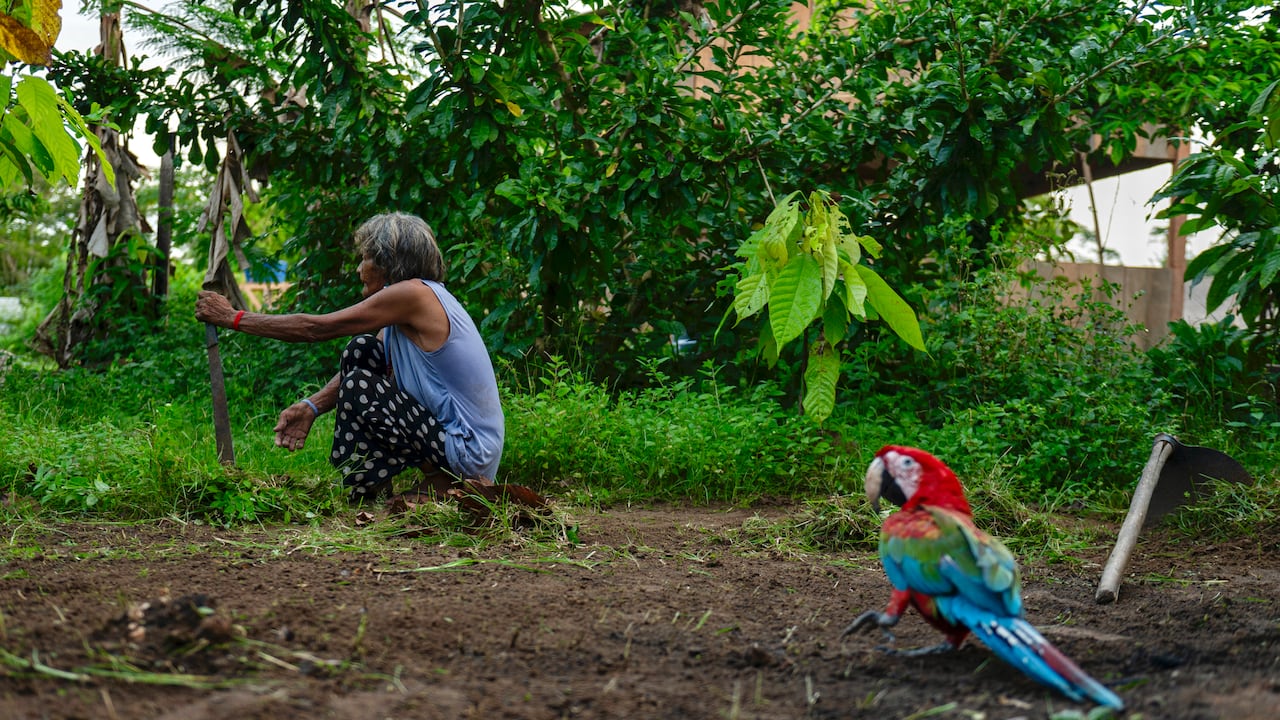 Brasil reconoce 114 "registros de presencia" de indígenas aislados en la Amazonía