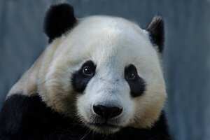 Giant Panda