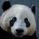 Giant Panda