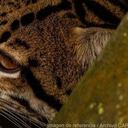 El ocelote al parecer fue atacado por un habitante de la zona rural del corregimiento de Campoalegra. Foto: Imagen de referencia CAR
