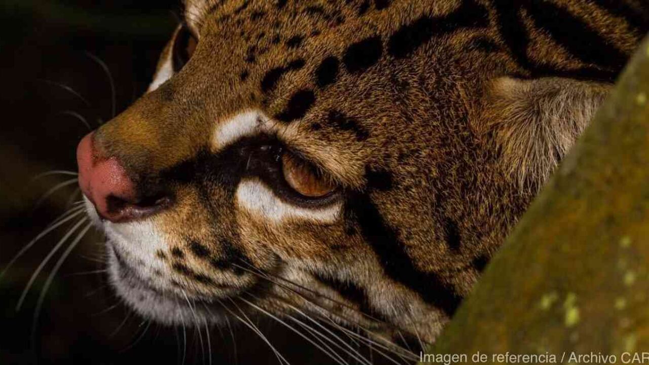 El ocelote al parecer fue atacado por un habitante de la zona rural del corregimiento de Campoalegra. Foto: Imagen de referencia CAR