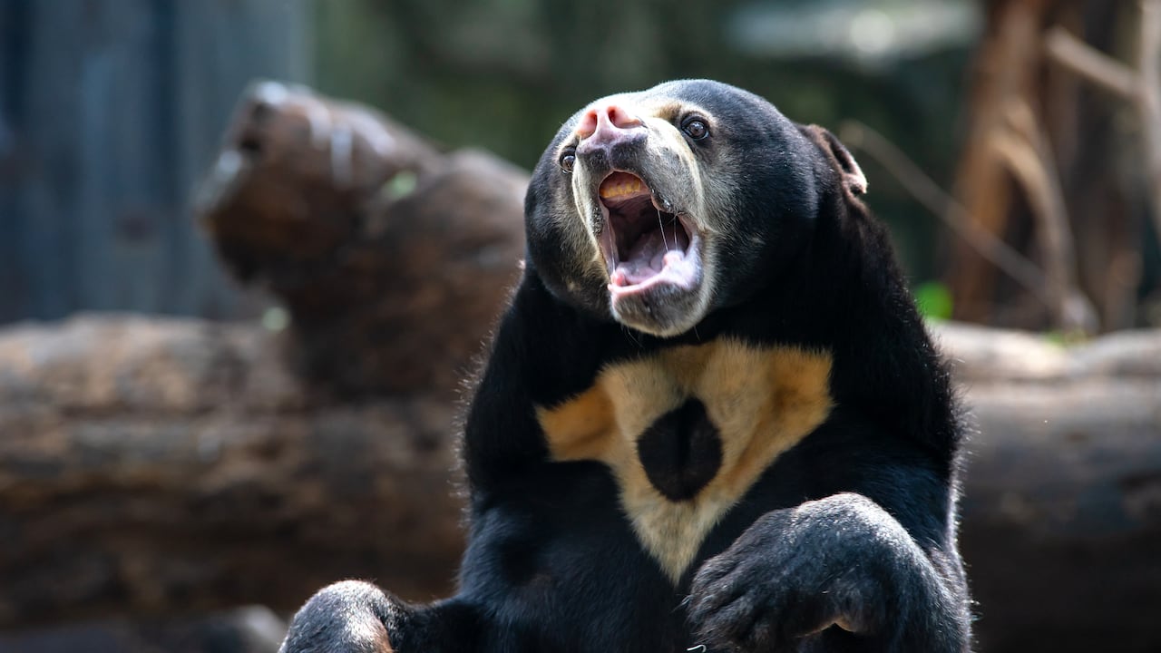 Las autoridades enfrentan un creciente problema de sobrepoblación de osos salvajes.