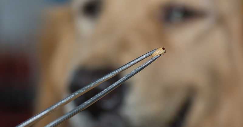 Las garrapatas se encuentran en todo el mundo.