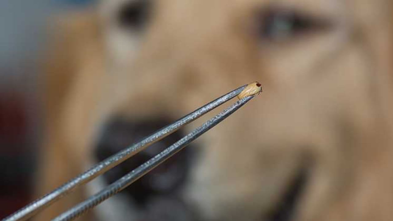 Las garrapatas son enemigos silenciosos que, de no retirarse a tiempo, pueden ser muy perjudiciales para la salud de la mascota.