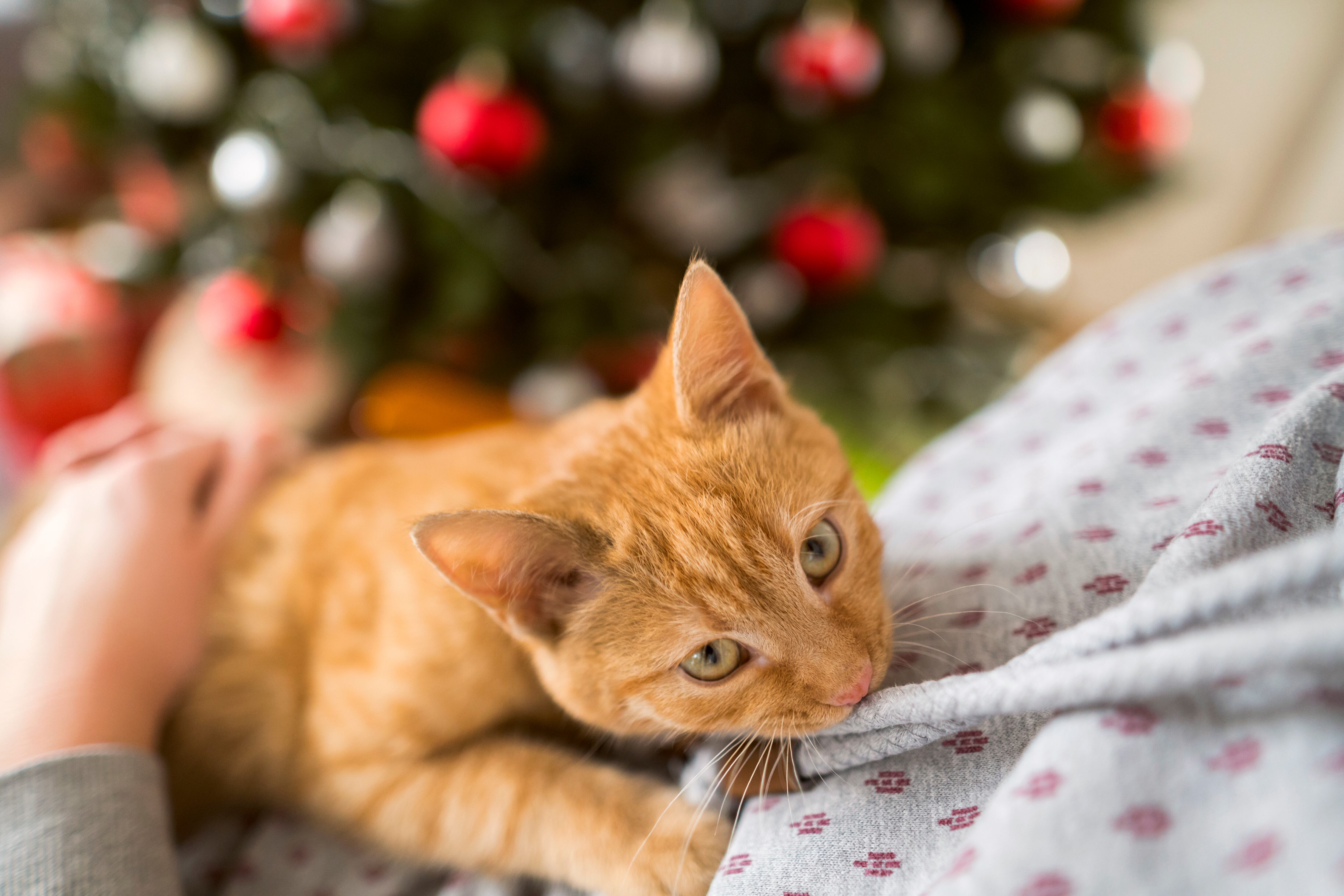 Cómo enseñar a un gato que no debe morder.