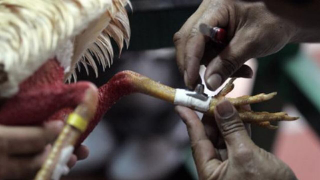 Dos hombres calzan los espolones de un ejemplar antes de enfrentarlo durante el séptimo campeonato de peleas de gallos que se realiza en la Gallera "Pico de Oro" de Cali.