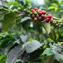 Planta de Café en Filandia (Quindo), Colombia. (Foto de: Fetze Weestra/VW PICS/Universal Images Group vía Getty Images)