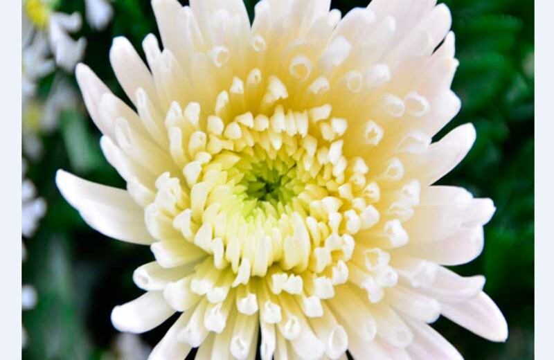 Crisantemo de Colombia (desde 2012). Foto tomada del sitio web de la SIC.