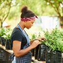 El árbol de la abundancia es una suculenta que ayuda a renovar energías.