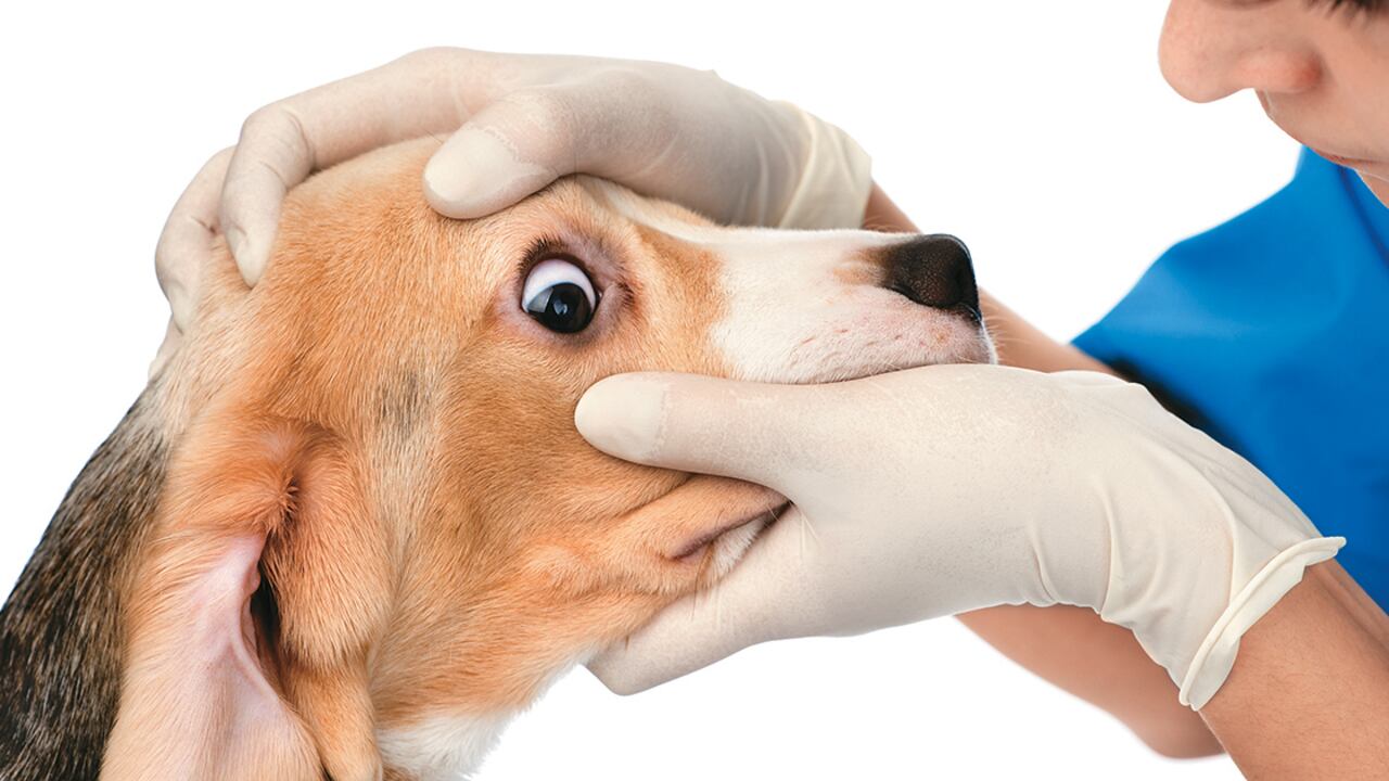 En las clínicas veterinarias es frecuente recibir casos de cataratas, enfermedad que se hace evidente por una opacidad en el cristalino (estructura en forma de lente, ubicado dentro del globo ocular).