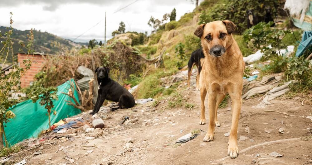 Perros callejeros San Cristobal Foto: Karen Salamanca / SEMANA