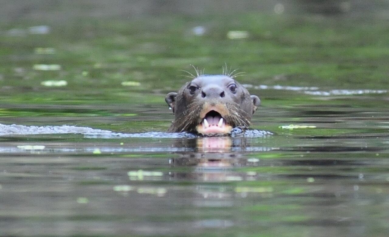 Nutria gigante
