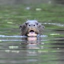 Entre 1940 y 1970, las nutrias gigantes (Pteronura brasiliensis) fueron cazadas intensamente para el comercio internacional de pieles.