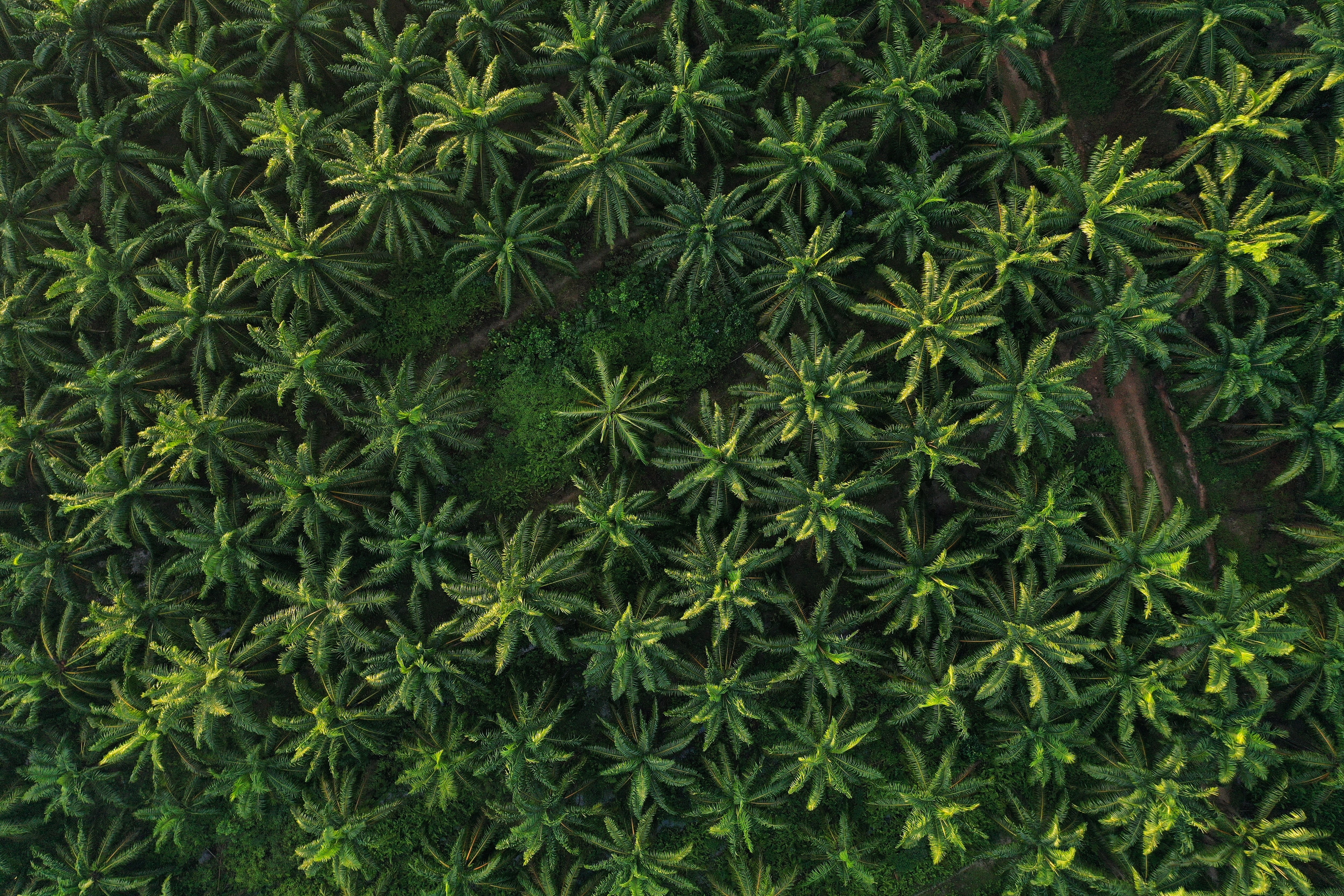 Cultivo de palma de aceite.