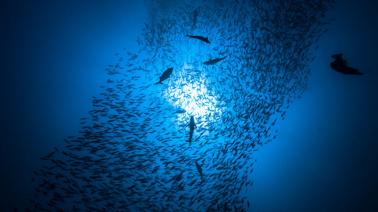 Foto de referencia sobre ecosistemas marinos