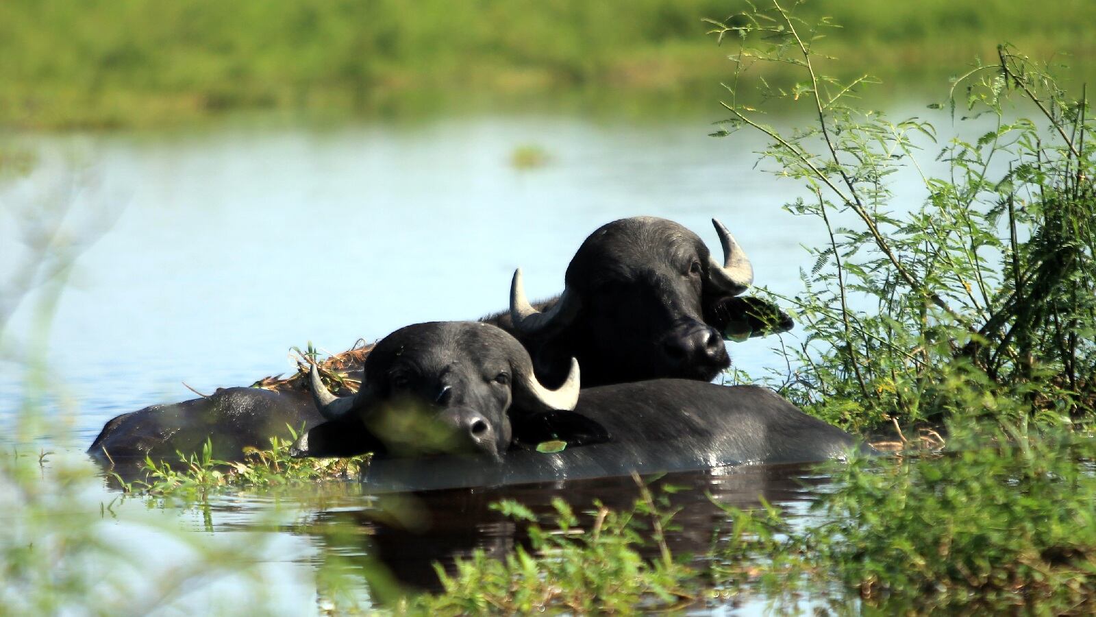 Fedegán está presente en 25 departamentos y en 17 de estos se concentra más del 90 % de la ganadería del país.