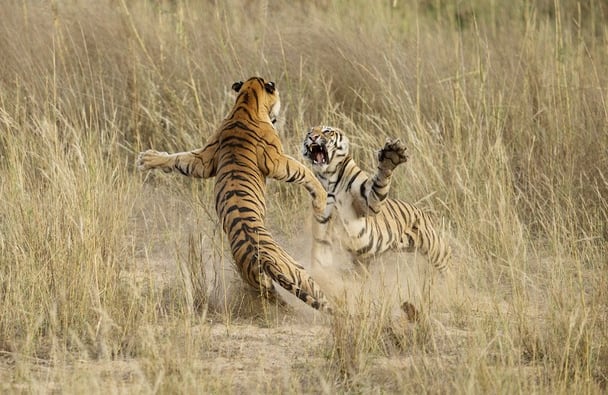 Mención honorífica en la categoría "Naturaleza": "Muscle Power" (Fuerza muscular)  Ubicación: Parque Nacional de Bandhavgarh, Madhya Pradesh, India  Fotografía y leyenda por Archna Singh/Concurso de fotografía National Geographic 2014