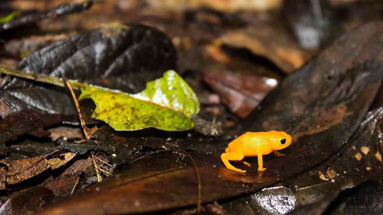 La rana botón de oro es pequeña, alcanzando solo un centímetro de largo. Foto: Carol Manzano a través de Wikimedia Commons