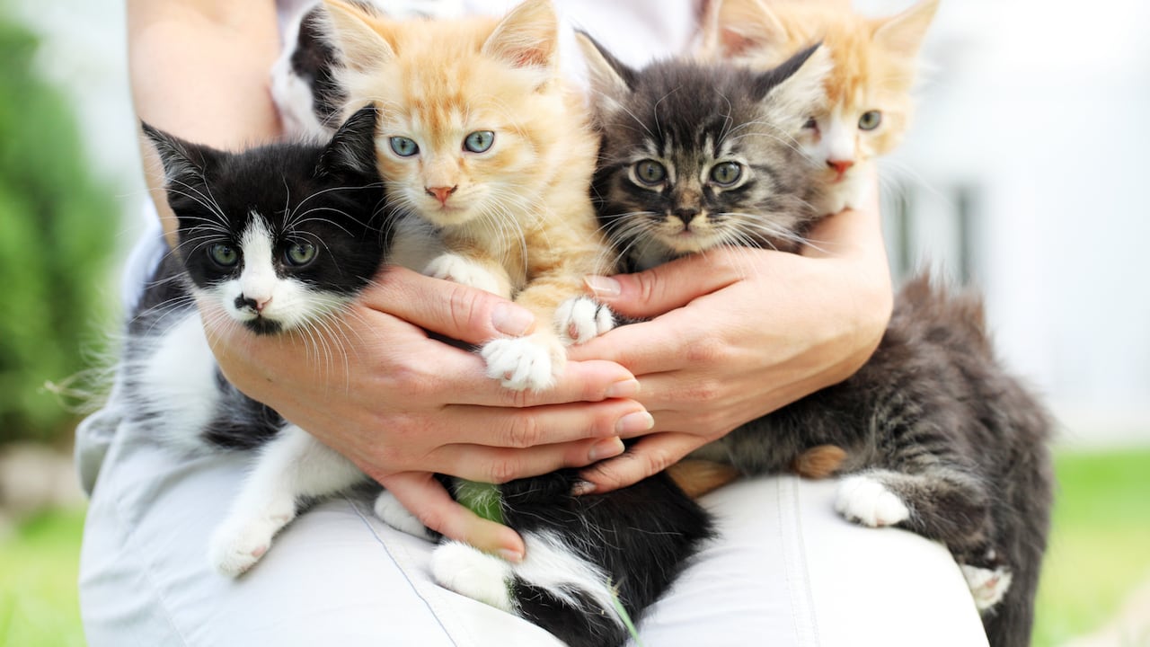 En un mercado laboral lleno de competencia y desafíos, una oferta de trabajo inusual ha surgido: la oportunidad de ganar hasta $10,000 dólares por una jornada de abrazos felinos en Florida.