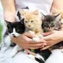 La noticia ha inundado los medios y las redes sociales: una empresa en Florida está dispuesta a pagar una suma considerable por un trabajo aparentemente simple pero increíblemente deseado: abrazar gatitos.