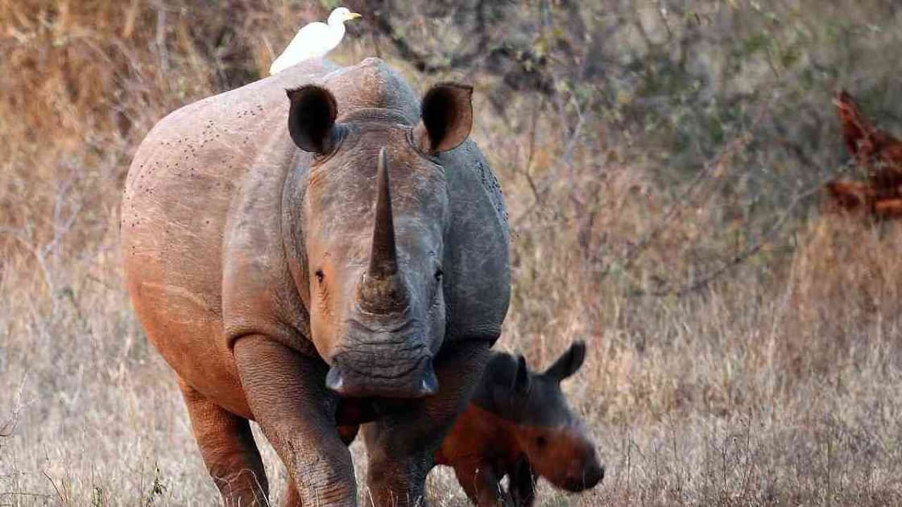 Los rinocerontes son apetecidos por la demanda de sus cuernos. Foto: Dan Kitwood/Getty Images